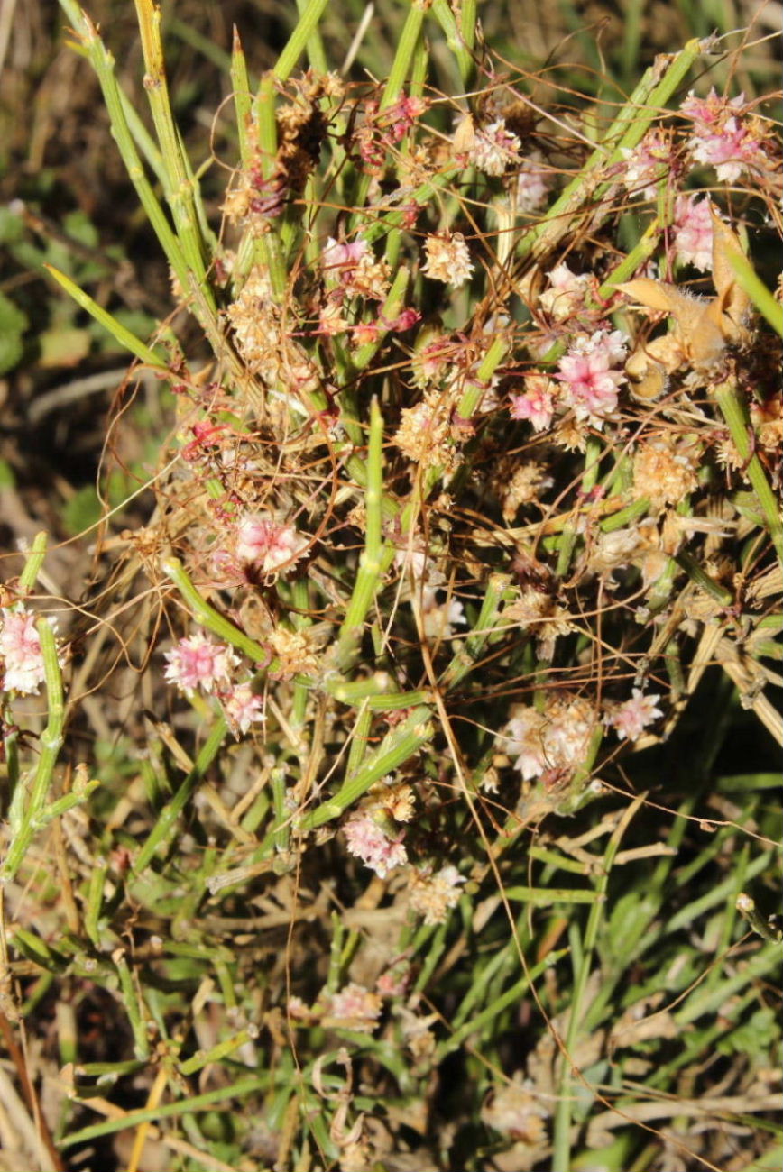 Cuscuta epithymum / Cuscuta epitimo